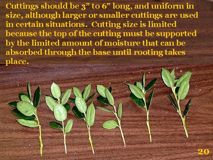 Cuttings should be 3” to 6” long, and uniform in size, although larger or