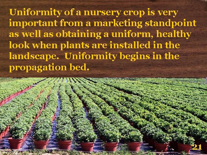 Uniformity of a nursery crop is very important from a marketing standpoint as well