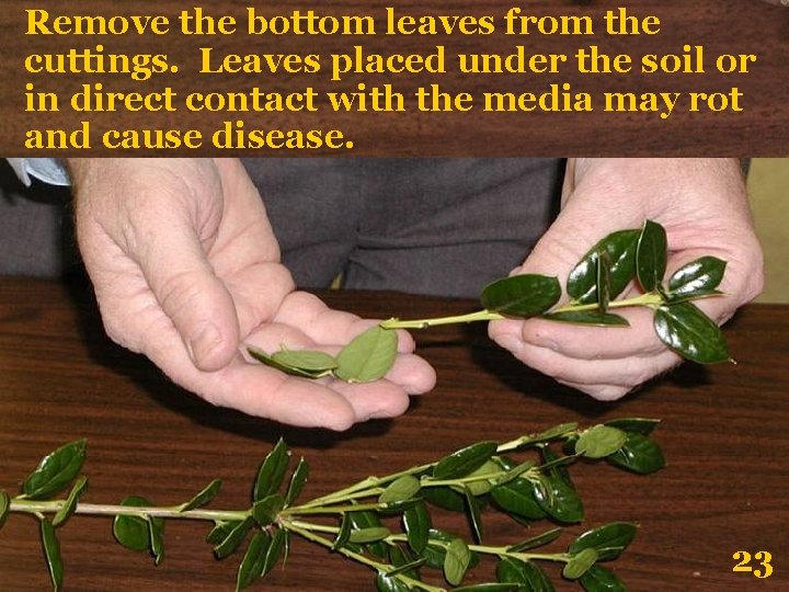 Remove the bottom leaves from the cuttings. Leaves placed under the soil or in