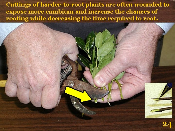 Cuttings of harder-to-root plants are often wounded to expose more cambium and increase the Cuttings of harder-to-root plants are often wounded to expose more cambium and increase the