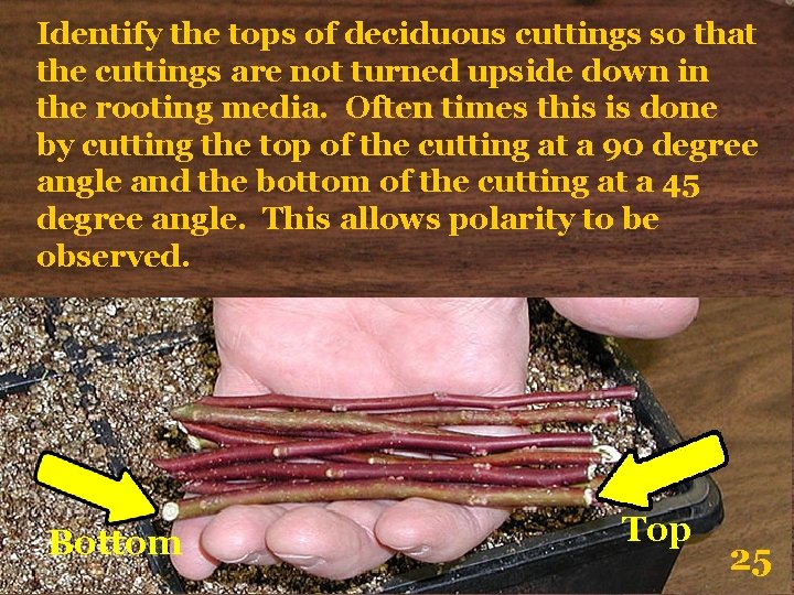 Identify the tops of deciduous cuttings so that the cuttings are not turned upside