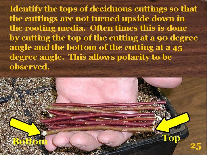 Identify the tops of deciduous cuttings so that the cuttings are not turned upside Identify the tops of deciduous cuttings so that the cuttings are not turned upside