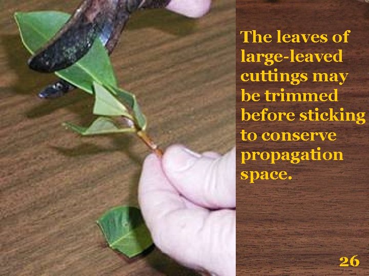 The leaves of large-leaved cuttings may be trimmed before sticking to conserve propagation space.