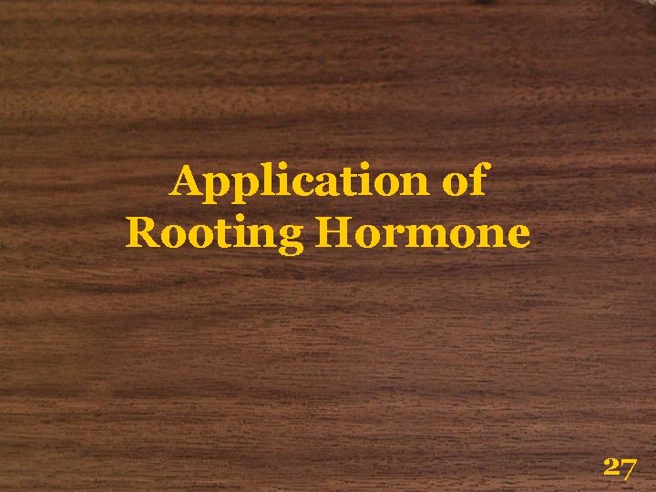 Application of Rooting Hormone 27 