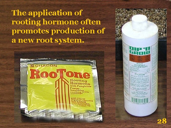 The application of rooting hormone often promotes production of a new root system. 28