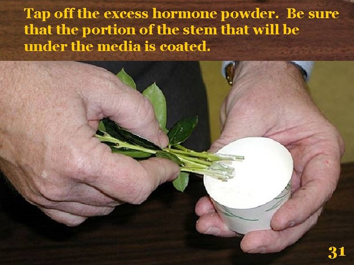Tap off the excess hormone powder. Be sure that the portion of the stem