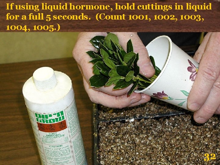 If using liquid hormone, hold cuttings in liquid for a full 5 seconds. (Count