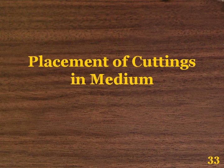 Placement of Cuttings in Medium 33 
