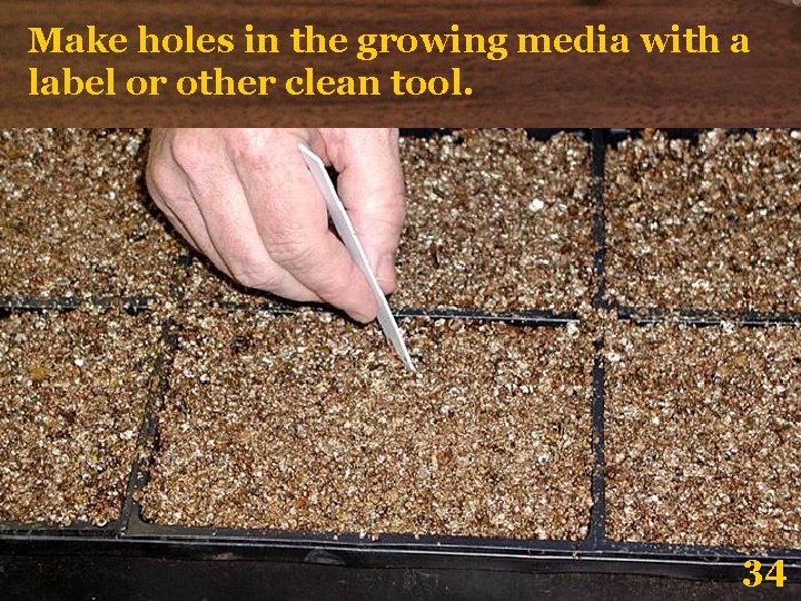 Make holes in the growing media with a label or other clean tool. 34