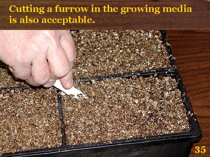 Cutting a furrow in the growing media is also acceptable. 35 