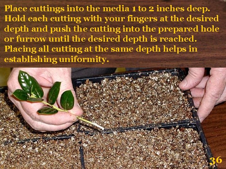 Place cuttings into the media 1 to 2 inches deep. Hold each cutting with