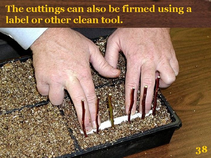 The cuttings can also be firmed using a label or other clean tool. 38 The cuttings can also be firmed using a label or other clean tool. 38