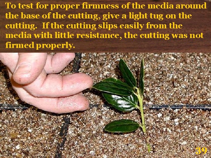 To test for proper firmness of the media around the base of the cutting,