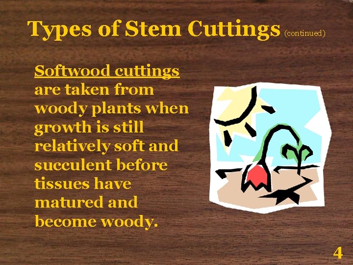 Types of Stem Cuttings (continued) Softwood cuttings are taken from woody plants when growth