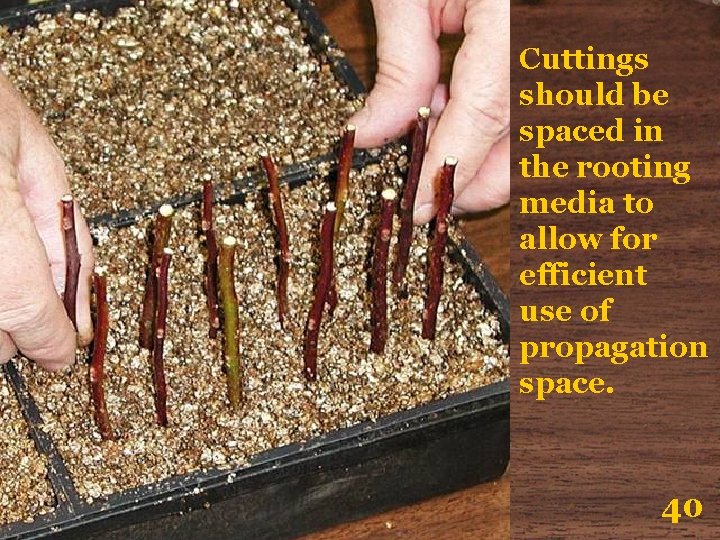 Cuttings should be spaced in the rooting media to allow for efficient use of
