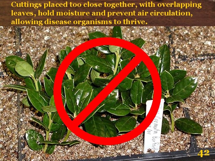 Cuttings placed too close together, with overlapping leaves, hold moisture and prevent air circulation,