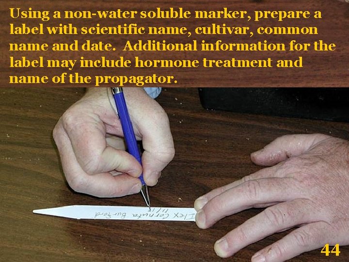 Using a non-water soluble marker, prepare a label with scientific name, cultivar, common name