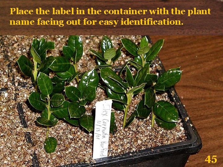 Place the label in the container with the plant name facing out for easy