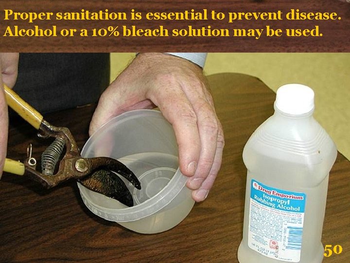 Proper sanitation is essential to prevent disease. Alcohol or a 10% bleach solution may