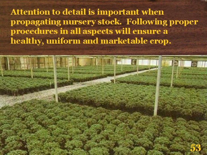 Attention to detail is important when propagating nursery stock. Following proper procedures in all