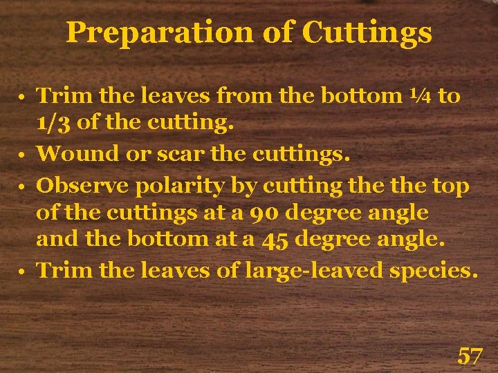 Preparation of Cuttings • Trim the leaves from the bottom ¼ to 1/3 of