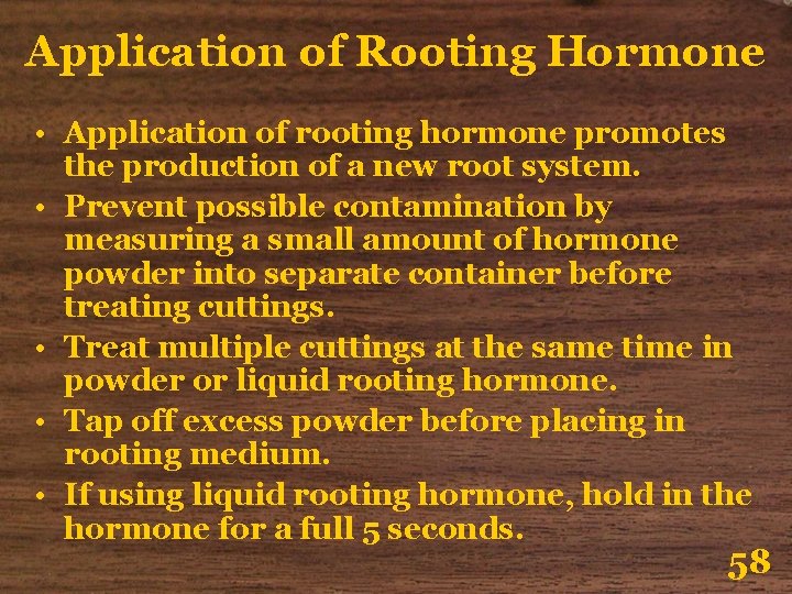 Application of Rooting Hormone • Application of rooting hormone promotes the production of a
