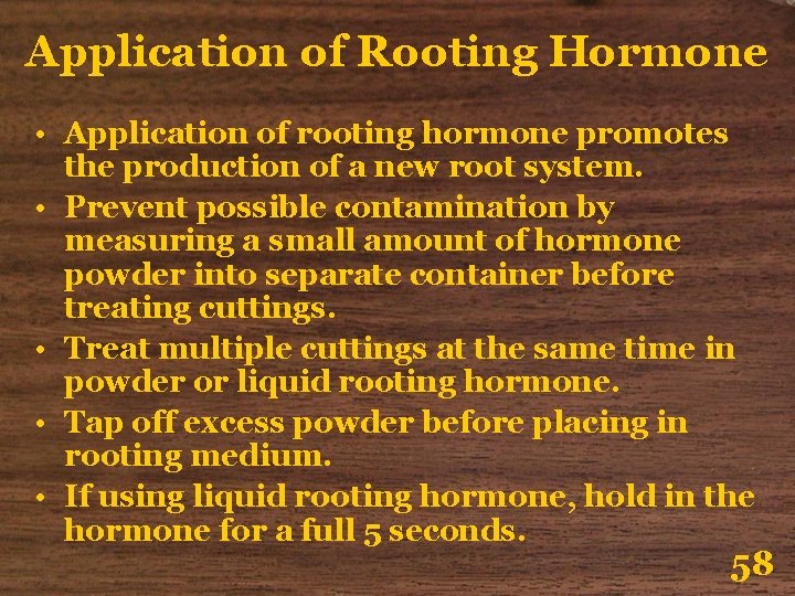 Application of Rooting Hormone • Application of rooting hormone promotes the production of a Application of Rooting Hormone • Application of rooting hormone promotes the production of a