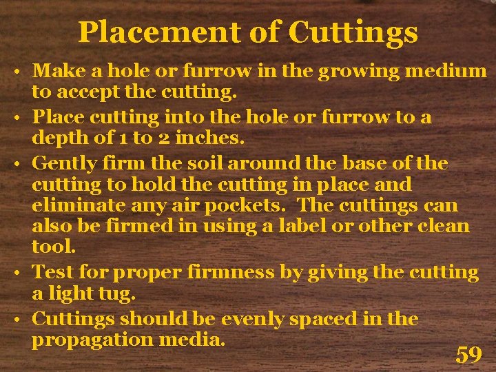 Placement of Cuttings • Make a hole or furrow in the growing medium to