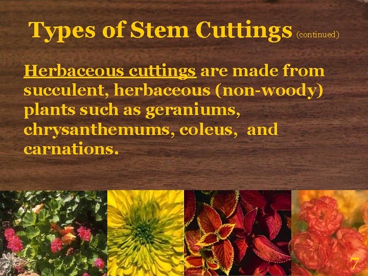 Types of Stem Cuttings (continued) Herbaceous cuttings are made from succulent, herbaceous (non-woody) plants