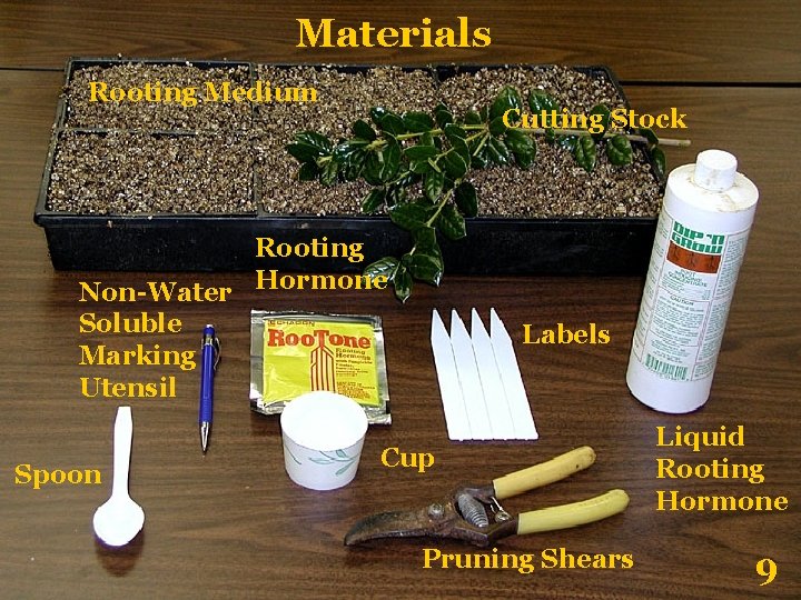 Materials Rooting Medium Cutting Stock Rooting Non-Water Hormone Soluble Marking Utensil Spoon Labels Cup
