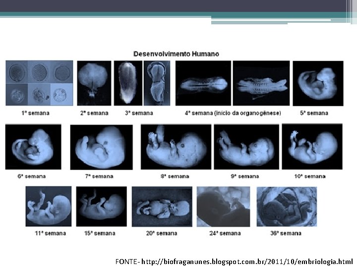 FONTE- http: //biofraganunes. blogspot. com. br/2011/10/embriologia. html 