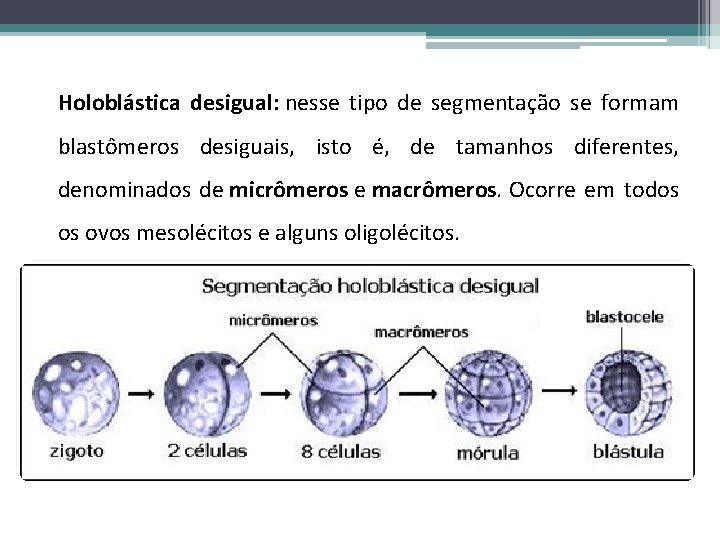 Holoblástica desigual: nesse tipo de segmentação se formam blastômeros desiguais, isto é, de tamanhos