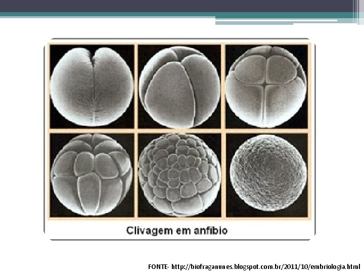 FONTE- http: //biofraganunes. blogspot. com. br/2011/10/embriologia. html 