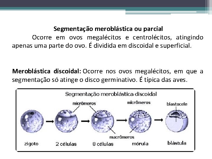 Segmentação meroblástica ou parcial Ocorre em ovos megalécitos e centrolécitos, atingindo apenas uma parte