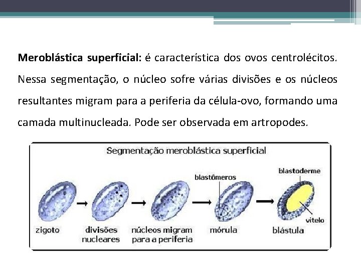 Meroblástica superficial: é característica dos ovos centrolécitos. Nessa segmentação, o núcleo sofre várias divisões
