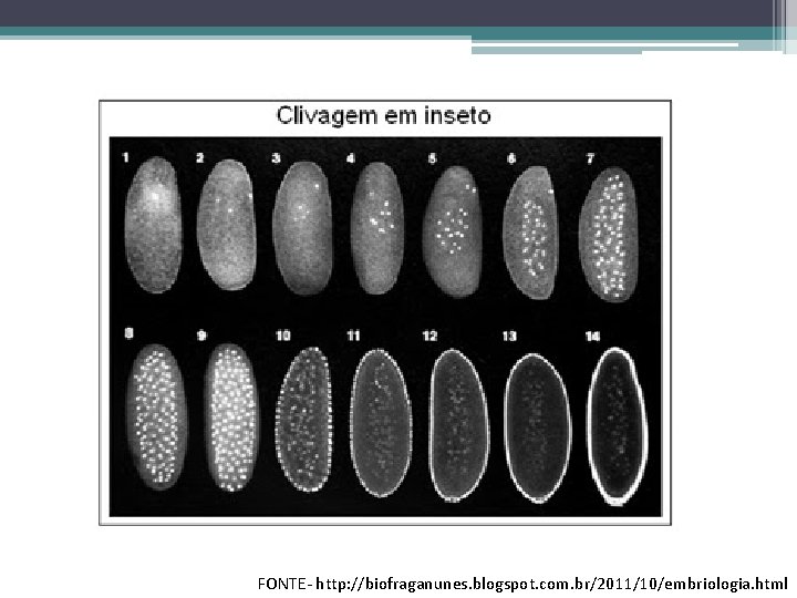 FONTE- http: //biofraganunes. blogspot. com. br/2011/10/embriologia. html 