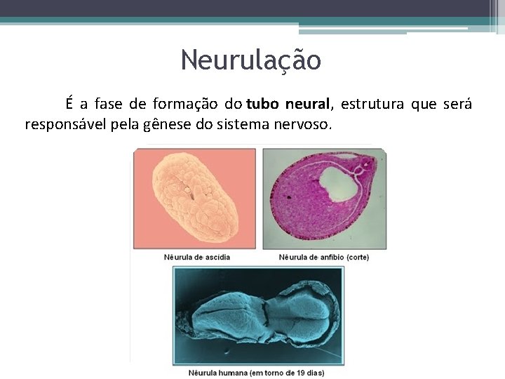 Neurulação É a fase de formação do tubo neural, estrutura que será responsável pela