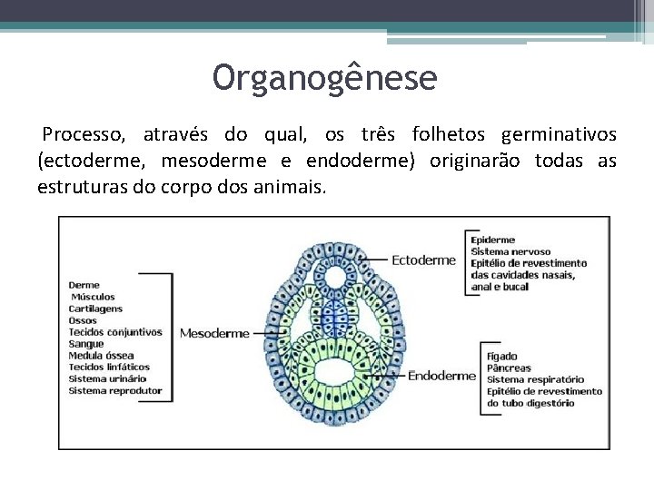 Organogênese Processo, através do qual, os três folhetos germinativos (ectoderme, mesoderme e endoderme) originarão