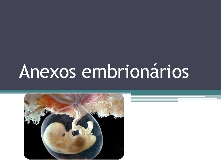 Anexos embrionários 