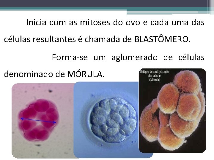  Inicia com as mitoses do ovo e cada uma das células resultantes é