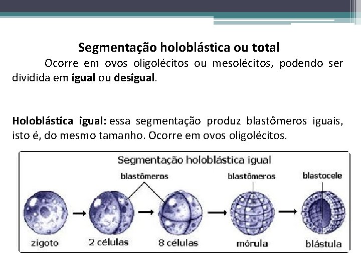 Segmentação holoblástica ou total Ocorre em ovos oligolécitos ou mesolécitos, podendo ser dividida em