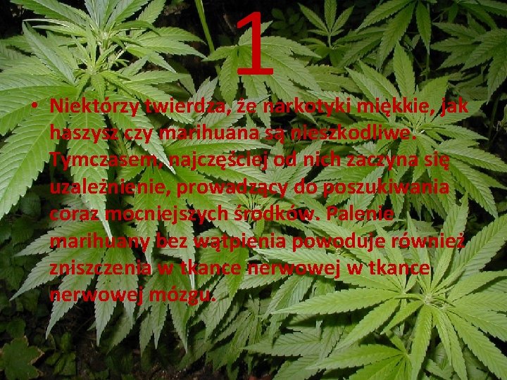 1 • Niektórzy twierdza, że narkotyki miękkie, jak haszysz czy marihuana są nieszkodliwe. Tymczasem,