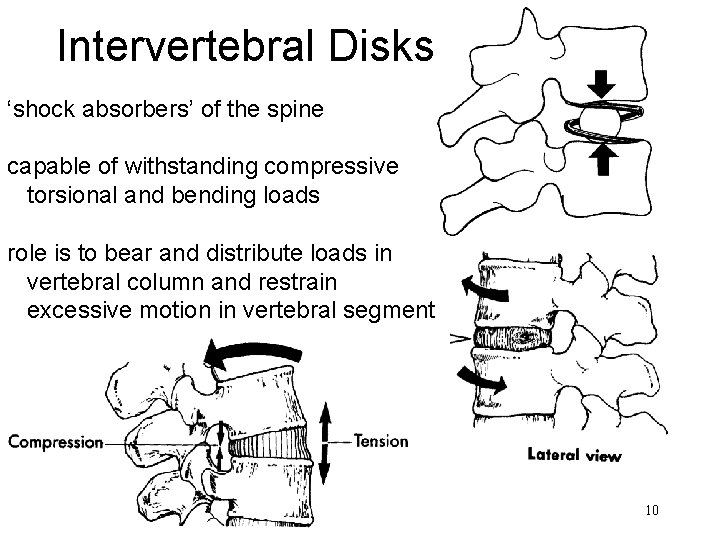 Intervertebral Disks ‘shock absorbers’ of the spine capable of withstanding compressive torsional and bending Intervertebral Disks ‘shock absorbers’ of the spine capable of withstanding compressive torsional and bending