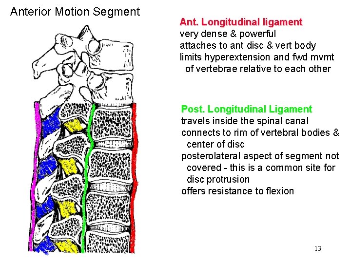 Anterior Motion Segment Ant. Longitudinal ligament very dense & powerful attaches to ant disc Anterior Motion Segment Ant. Longitudinal ligament very dense & powerful attaches to ant disc