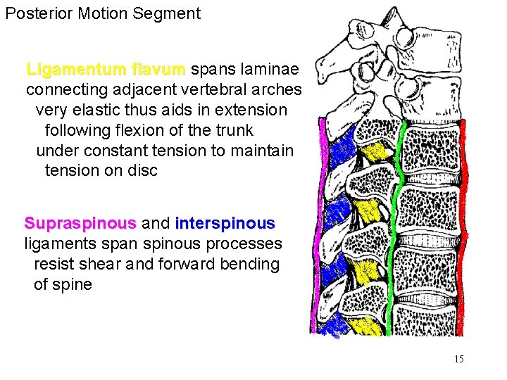 Posterior Motion Segment Ligamentum flavum spans laminae connecting adjacent vertebral arches very elastic thus