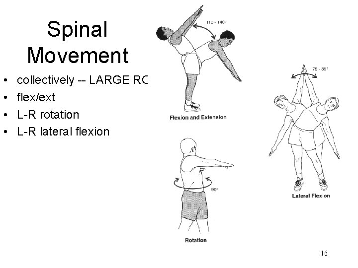 Spinal Movement • • collectively -- LARGE ROM flex/ext L-R rotation L-R lateral flexion