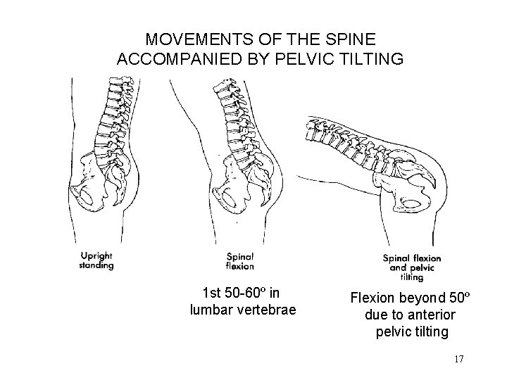 MOVEMENTS OF THE SPINE ACCOMPANIED BY PELVIC TILTING 1 st 50 -60º in lumbar