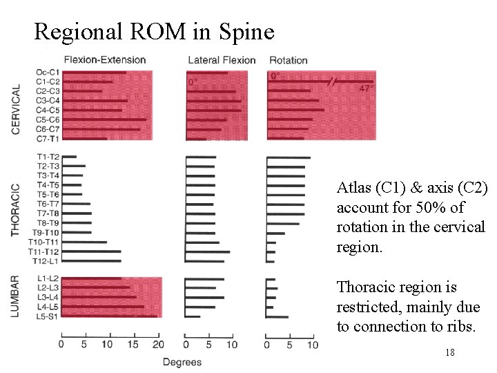 Regional ROM in Spine Atlas (C 1) & axis (C 2) account for 50% Regional ROM in Spine Atlas (C 1) & axis (C 2) account for 50%