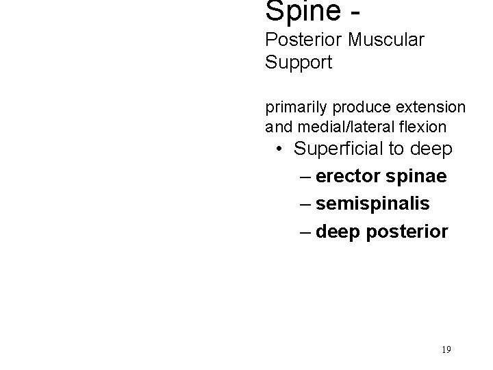 Spine Posterior Muscular Support primarily produce extension and medial/lateral flexion • Superficial to deep Spine Posterior Muscular Support primarily produce extension and medial/lateral flexion • Superficial to deep