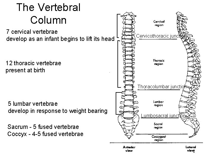 The Vertebral Column 7 cervical vertebrae develop as an infant begins to lift its